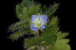 Ivyleaf speedwell